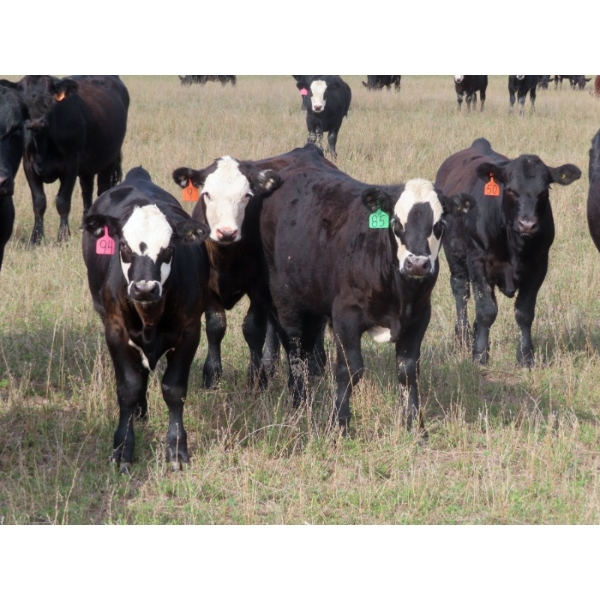 Leib Farm & Ranch Ltd. - 710# October Delivery Steer Calves - 85 Head (Southey, SK)