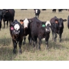 Image 1 : Leib Farm & Ranch Ltd. - 710# October Delivery Steer Calves - 85 Head (Southey, SK)