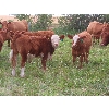 Image 6 : Mebs Ranch - 675# Steer Calves - 115 Head (Broadview, SK) VBP+