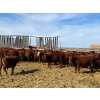 Image 4 : Hillcrest Farming Co. - 690# March Delivery Steers - 90 Head (Dundurn, SK)