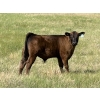 Image 7 : Douglass Bros. Ranching - 625# November Delivery Steer Calves - 100 Head (Gem, AB)