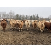 Image 2 : Hawks Haven Ranch - 840# April Delivery Heifers - 75 Head (Compeer, AB)