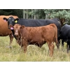 Image 3 : Tanner & Michelle Lawton  - 700# Oct/Nov Delivery Steer Calves - 50 Head (Eckville, AB)