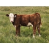 Image 6 : Bruce, Julie & Kyle Musgrove - 560# November Delivery Steer Calves - 90 Head (Patricia, AB)