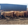 Image 4 : Turtleview Livestock - 950# May Delivery Steers - 62 Head (Goodlands, MB)