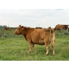 Image 15 : Malarky Farms - 35 Red/Red X Cow/Calf Pairs (Newdale, MB)