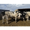 Image 5 : CS Livestock - 950# Holstein Steers - 18 Head (Rimbey, AB)
