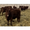 Image 3 : Thorsteinson Land & Livestock Ltd. - 865# January Delivery Steers - 63 Head (Foam Lake, SK) VBP+