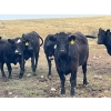 Image 11 : Boggy Springs Ranch - 970# September Grass Heifers - 100 Head (Maple Creek, SK)