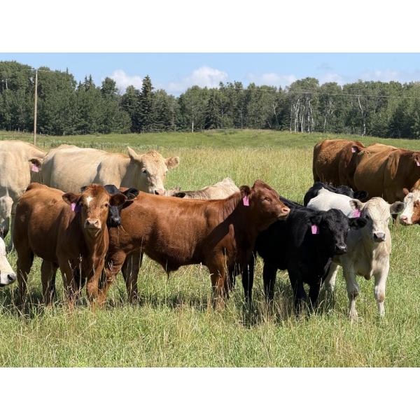 Tanner & Michelle Lawton - 650# November Delivery Steer Calves - 60 Head (Eckville, AB)