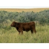 Image 8 : Francis Dyck - 600# November Delivery Weaned Steers - 105 Head (Swift Current, SK)
