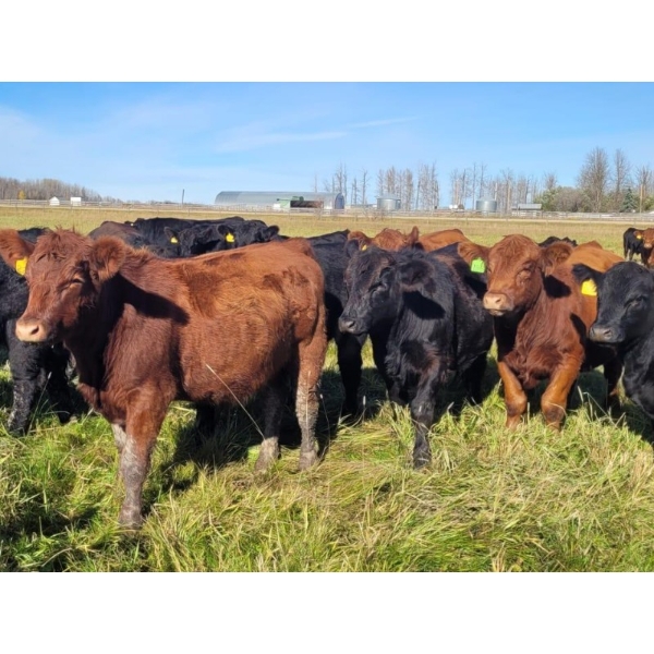 Pembina Ranching - 1050# October Delivery Grass Steers - 60 Head (Drayton Valley, AB)