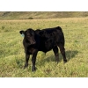 Image 3 : Stan Church - 580# Steer Calves - 150 Head (Cochrane, AB)