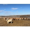 Image 4 : Reilly Lake Ranching - 900# March Delivery Weaned Heifers - 140 Head (Lloydminster, AB)