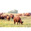 Image 21 : Twisted T Cattle Co. - 485# November Delivery Steer Calves - 110 Head (Carievale, SK)