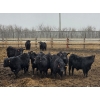 Image 3 : South Island Farms - 880# March/April Delivery Steers - 140 Head (Bow Island, AB)