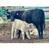 Image 10 : Blue Moon Cattle Co. - 30 1st Calf Black Angus X Pairs (Irricana, AB)