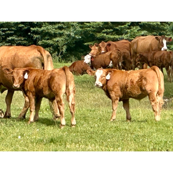 Luke Ball & Family - 690# November Delivery Steer Calves - 90 Head (Millarville, AB)