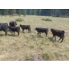 Image 2 : 44 Cattle Co./T6 Ranch - 630# November Delivery Heifer Calves - 95 Head (OK Falls, BC)