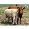 Image 10 : MacMillan Farming Co. - 545# July Delivery Steer Calves - 210 Head (Cayley, AB) VBP+