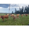 Image 5 : Avos Farms - 970# September Grass Steers - 124 Head (MacKay, AB)