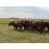 Image 6 : Malarky Farms - 20 Red/Red X Cow/Calf Pairs (Newdale, MB)