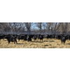 Image 2 : GDS Enterprises Ltd. - 890# February Delivery Steers - 120 Head (Burstall, SK)