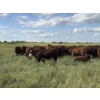 Image 13 : Sheldon Reimer - 940# September Delivery Grass Heifers - 325 Head (Cromer, MB)
