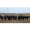 Image 2 : Jim & Ryan Geldreich - 900# March/April Delivery Steers - 68 Head (Bow Island, AB)