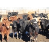 Image 2 : Martee Farm & Ranch - 740# February Weaned Heifers - 83 Head (Midale, SK) VBP+
