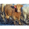 Image 7 : Munro Farms - 830# March Delivery Heifers - 75 Head (Kelwood, MB)