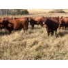 Image 4 : Westview Cattle Co. - 960# October Delivery Grass Heifers - 64 Head (Consort, AB)