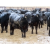 Image 2 : Martin DeVos - 735# March Delivery Steers - 164 Head (Fork River, MB)