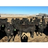 Image 3 : Tee Two Land & Cattle Co. - 875# November Grass Heifers - 70 Head (Kelliher, SK) VBP+
