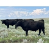 Image 4 : T - T Ranch - 990# September Delivery Grass Steers - 63 Head (Maple Creek, SK)
