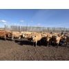 Image 2 : Williamson Farms - 922# April Delivery Heifers - 250 Head (Bow City, AB)
