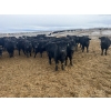 Image 2 : Ed Curry Ranching Ltd. - 725# March/April Delivery Steers - 170 Head (Big Stone, AB)