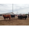 Image 6 : Hillsvale Farming Co. - 40 Angus/Angus X Fed Steers (Cut Knife, SK)