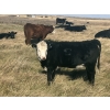Image 10 : MRG Land & Cattle Ltd. - 670# November Delivery Heifer Calves - 43 Head (Cayley, AB) VBP+