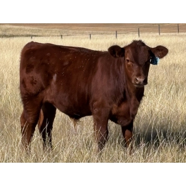 Dan & Kathy MacDonald - 575# October Delivery Steer Calves - 110 Head (Buffalo, AB)