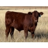 Image 1 : Dan & Kathy MacDonald - 575# October Delivery Steer Calves - 110 Head (Buffalo, AB)