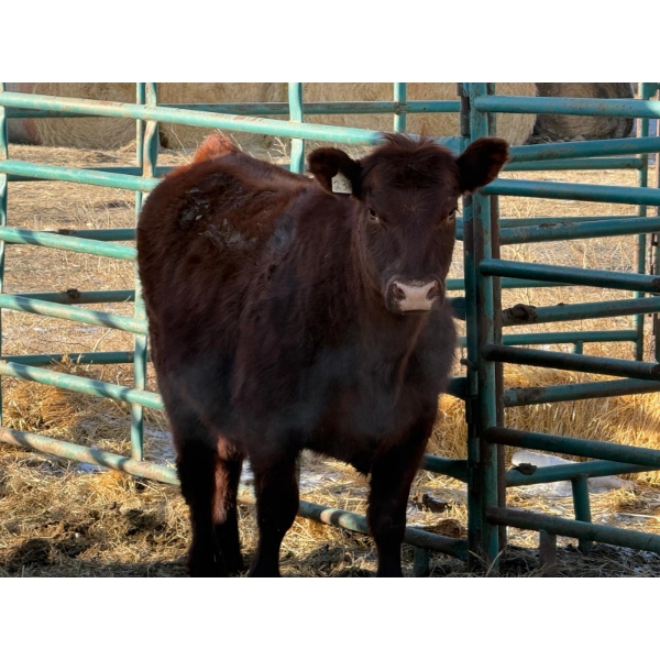 Randy Gair - 1 Bred Heifer (Pen 532)