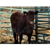 Image 1 : Randy Gair - 1 Bred Heifer (Pen 532)