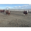 Image 8 : Cunningham Cattle Co. - 1425# July Delivery Heiferettes - 35 Head (Sundre, AB)