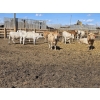 Image 6 : SVM Farms - 630# May Delivery Steers - 67 Head (Vauxhall, AB)