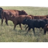Image 19 : Garvin Kostal - 625# November Delivery Steer Calves - 95 Head (Spring Valley, SK)