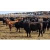Image 7 : M.S. MacLean Livestock - 17 Black Angus Replacement Heifers (Coaldale, AB)