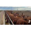 Image 11 : Cattlewood Farms Ltd. - 740# June Delivery Heifers - 200 Head (Fincastle, AB)