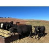 Image 5 : Bircham Ranch - 1025# October Delivery Grass Heifers - 58 Head (Piapot, SK)