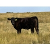 Image 3 : Darrell Goldsmith - 410# Steer Calves - 70 Head (Hoosier, SK)